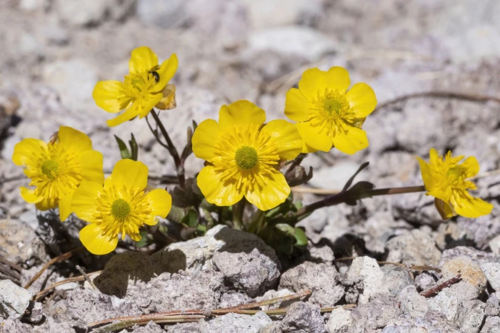 Ranunculus eschscholtzii image