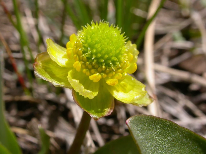 Ranunculus glaberrimus image