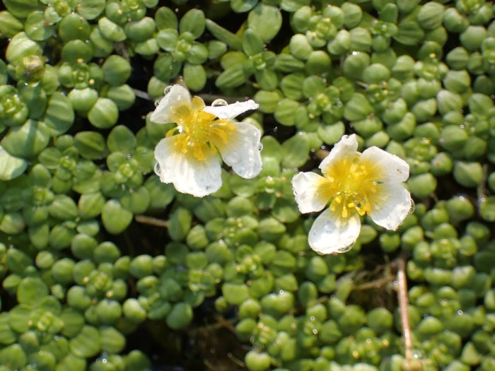 Ranunculus longirostris image