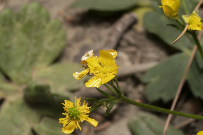 Ranunculus neapolitanus image