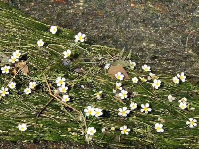 Ranunculus penicillatus image