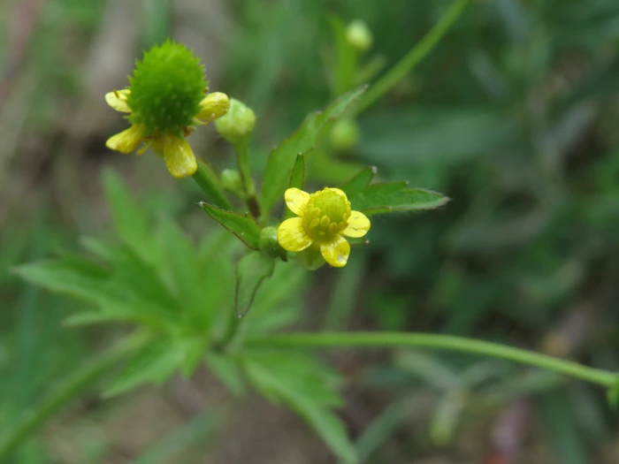 Ranunculus pensylvanicus image