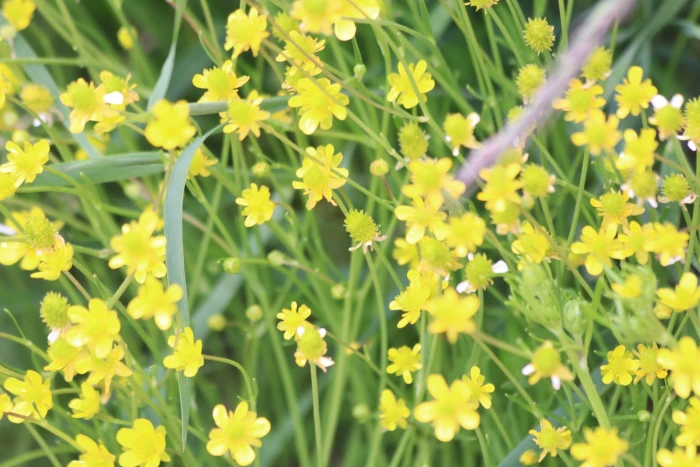 Ranunculus pulchellus image