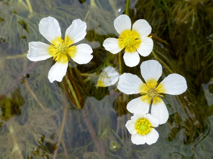 Ranunculus trichophyllus image
