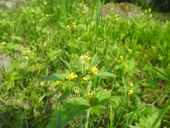 Ranunculus uncinatus image