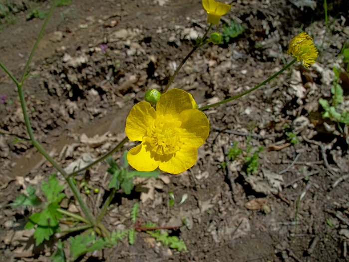 Ranunculus velutinus image