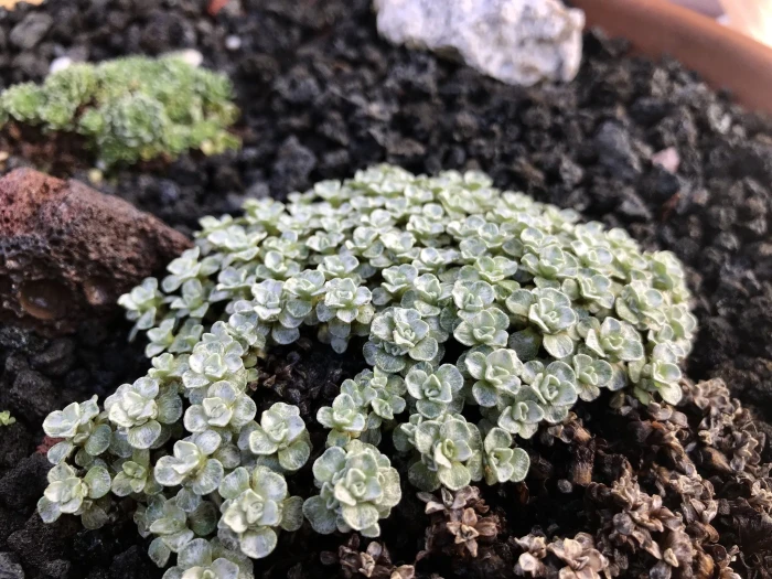 Raoulia australis image