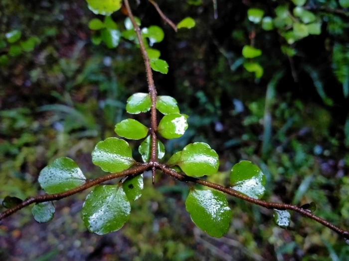 Raukaua anomalus image