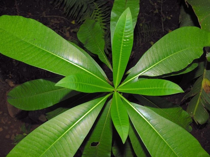 Rauvolfia caffra image