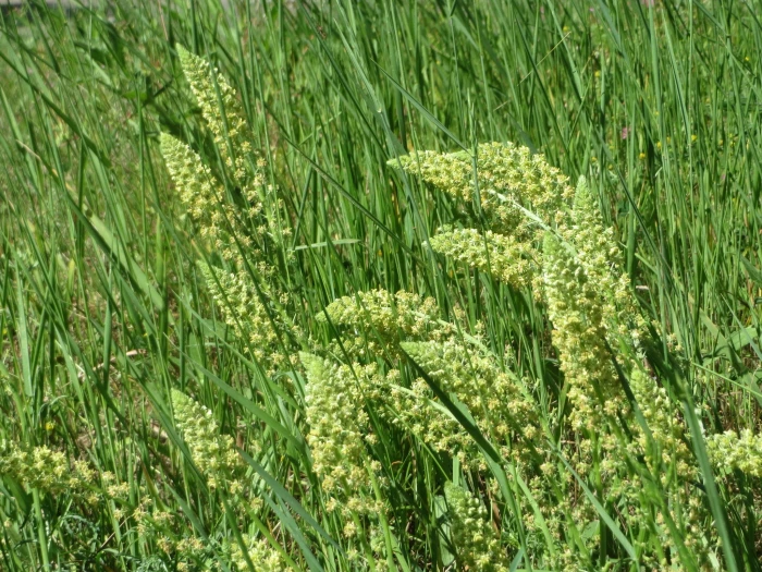 Reseda lutea image