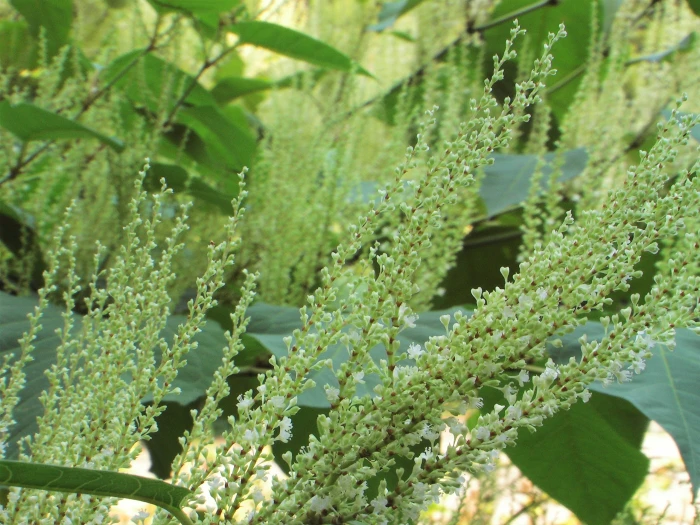 Reynoutria japonica image