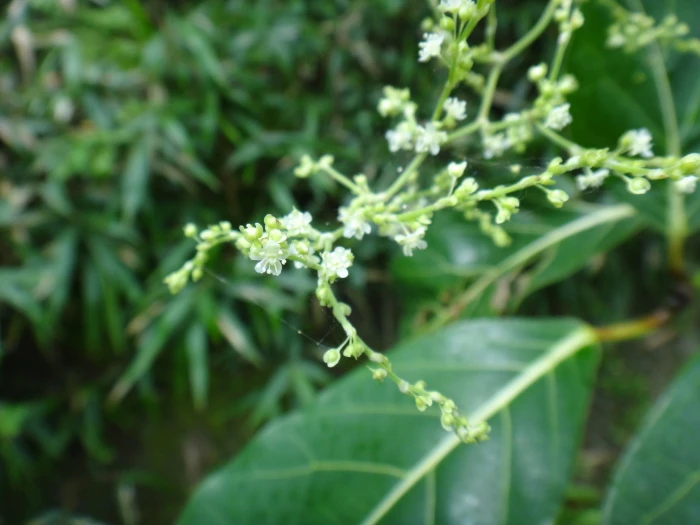 Reynoutria multiflora image