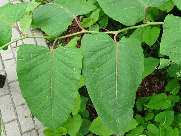 Reynoutria sachalinensis image