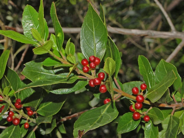 Rhamnus alaternus image