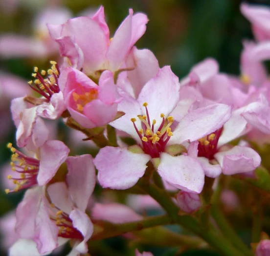 Rhaphiolepis umbellata var. minor image