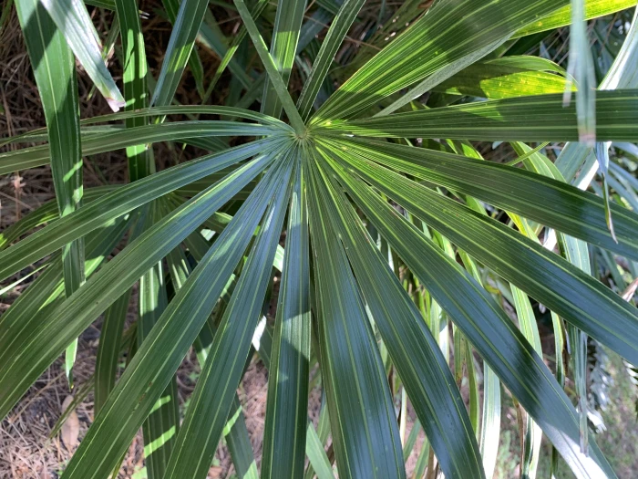 Rhapidophyllum hystrix image