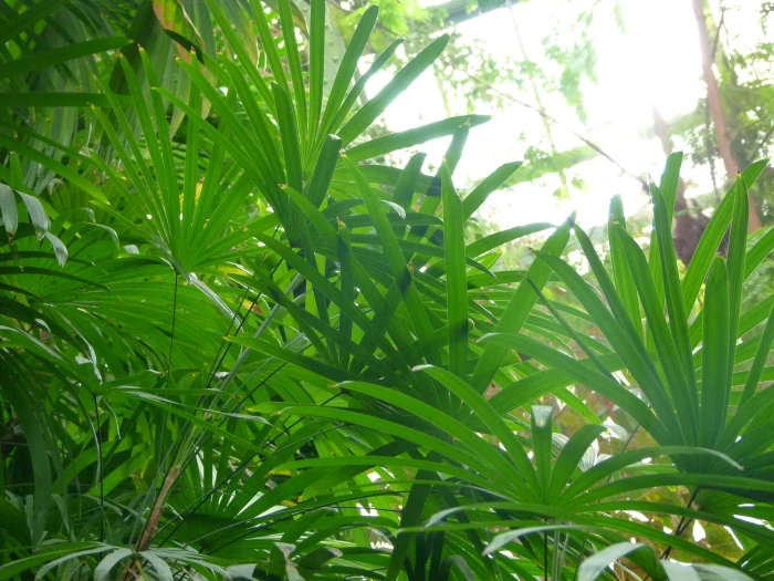 Rhapis humilis image