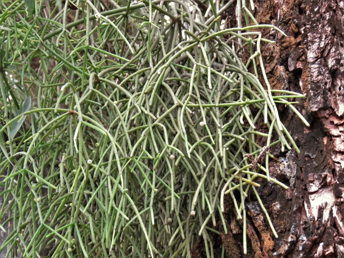 Rhipsalis baccifera image