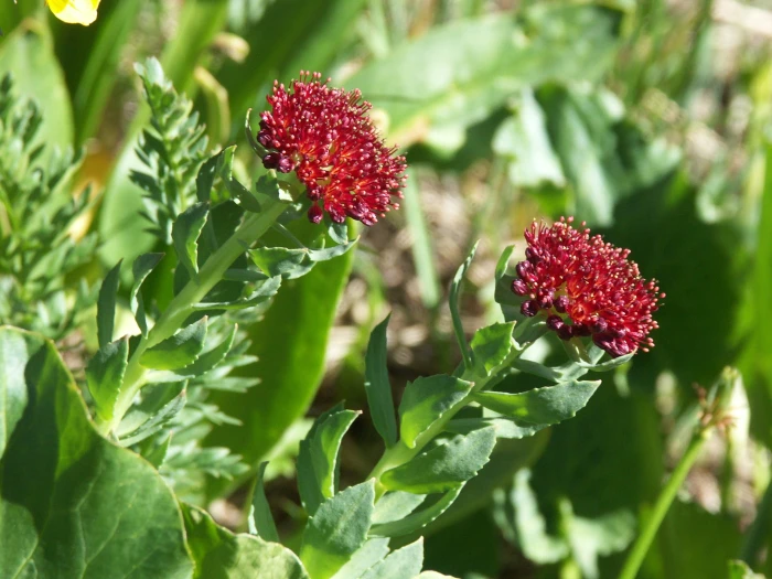 Rhodiola integrifolia image