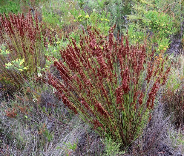 Rhodocoma fruticosa image