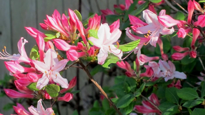 Rhododendron atlanticum image