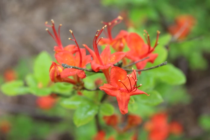 Rhododendron ×bakeri image