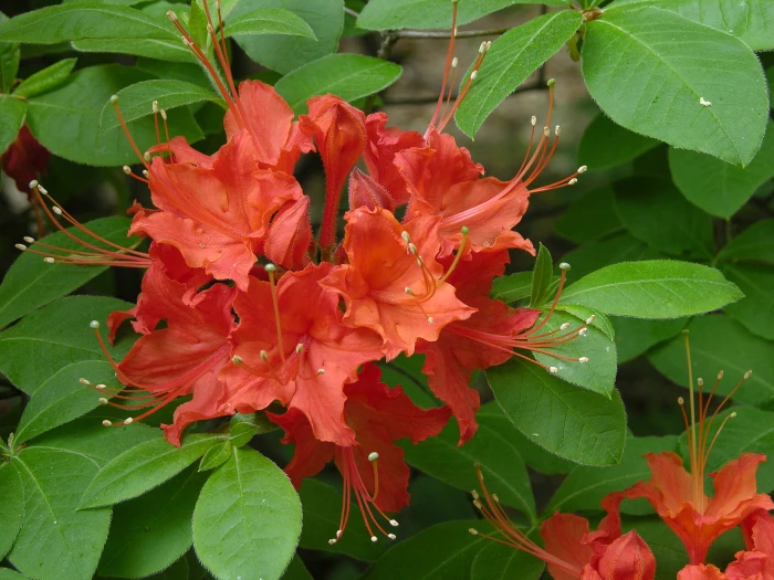 Rhododendron calendulaceum image