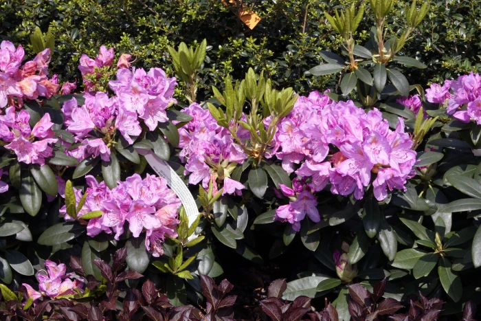 Rhododendron catawbiense image