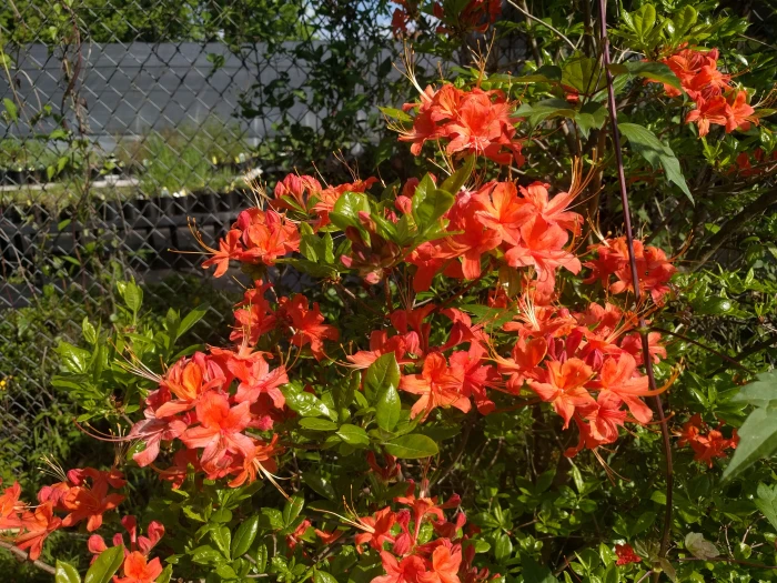 Rhododendron flammeum image