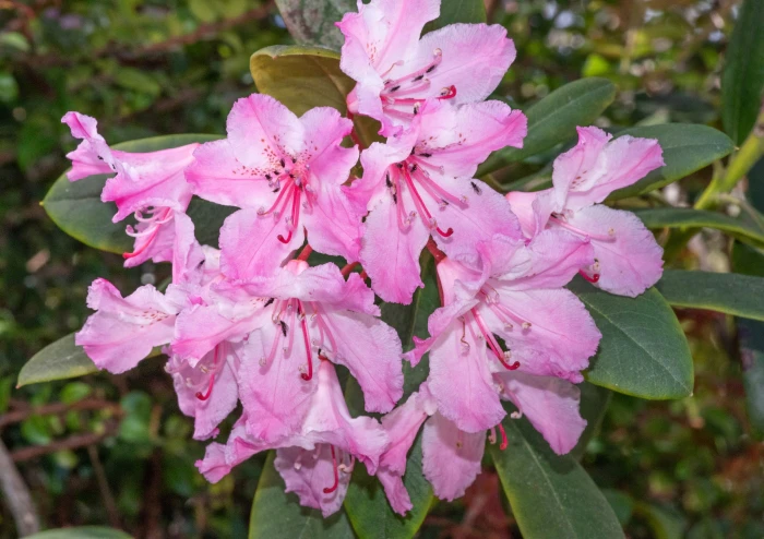 Rhododendron macrophyllum image