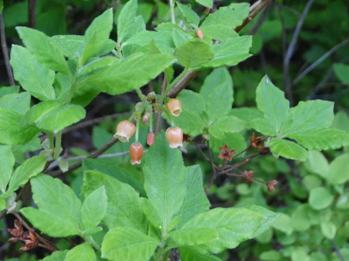 Rhododendron menziesii image