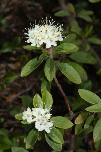 Rhododendron neoglandulosum image
