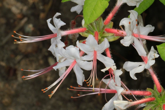 Rhododendron periclymenoides image
