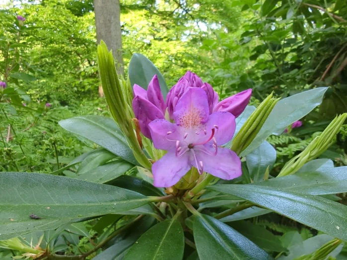 Rhododendron ponticum image