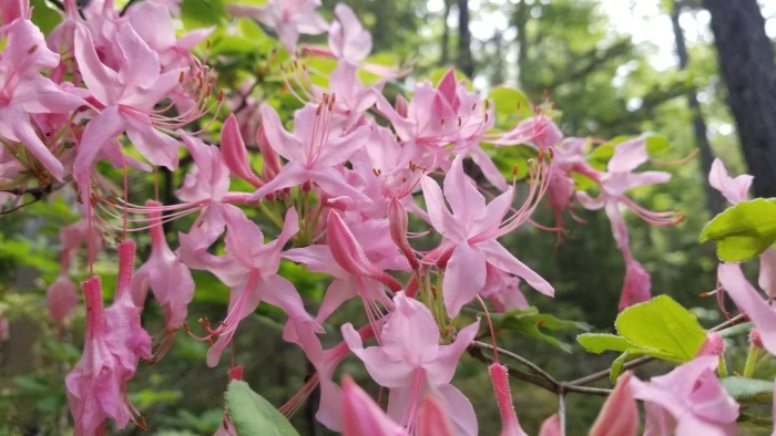 Rhododendron prinophyllum image