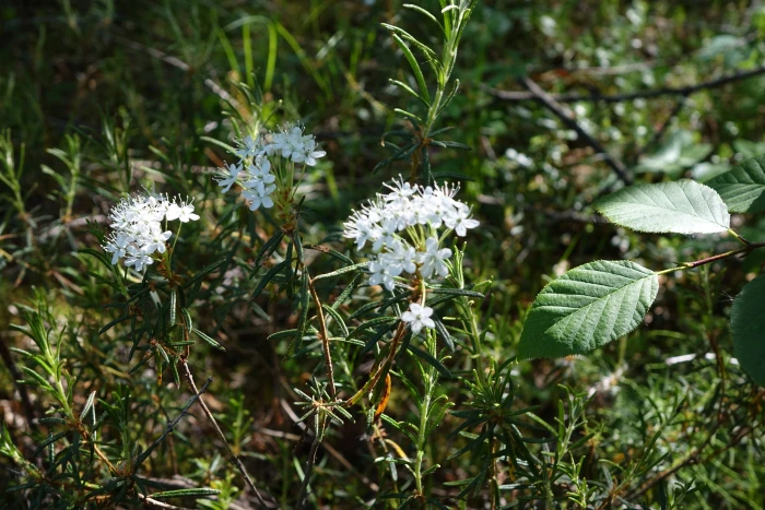Rhododendron tomentosum image