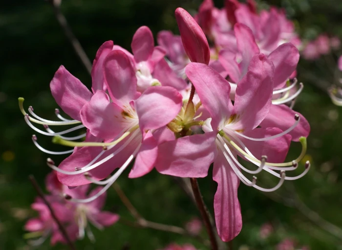 Rhododendron vaseyi image