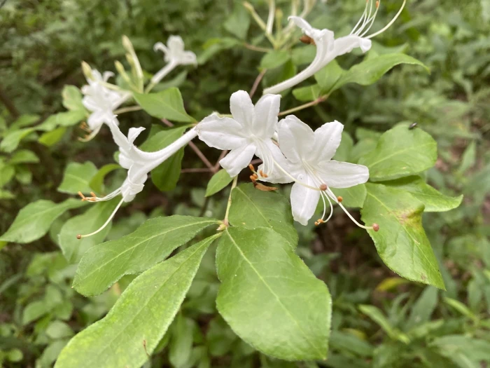 Rhododendron viscosum image