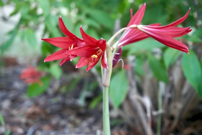 Rhodophiala bifida image