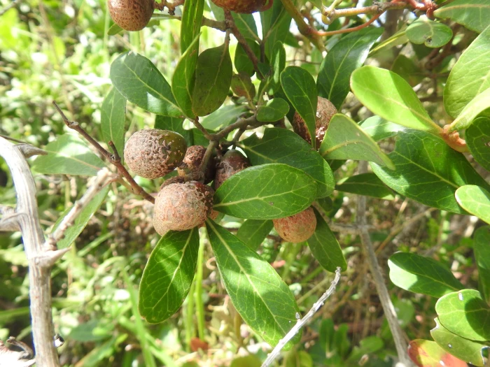 Rhoicissus digitata image