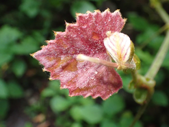 Rhoicissus tomentosa image