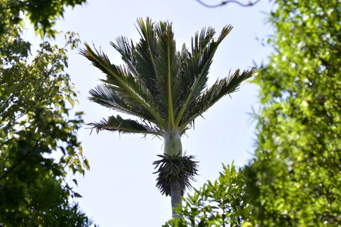 Rhopalostylis sapida image