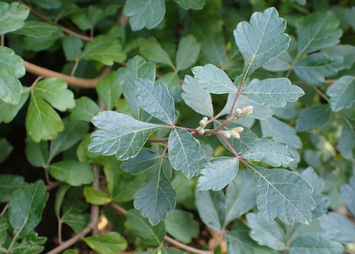 Rhus aromatica image