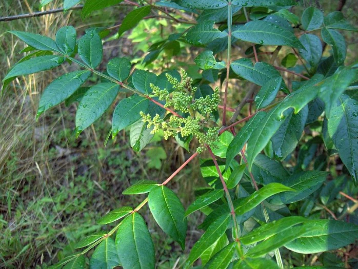 Rhus copallina image