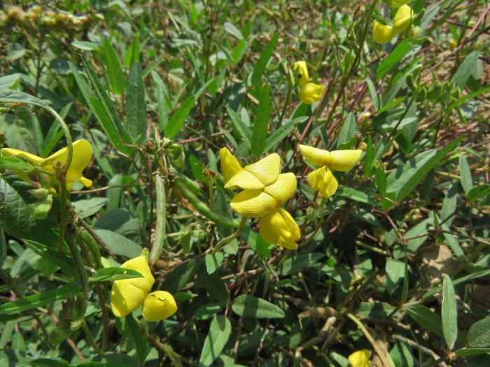 Rhynchosia senna image