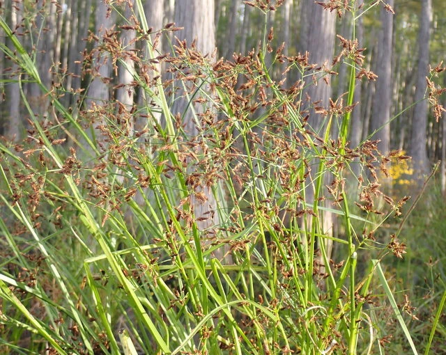 Rhynchospora corniculata image