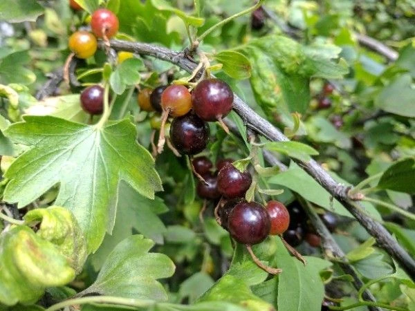 Ribes aureum image