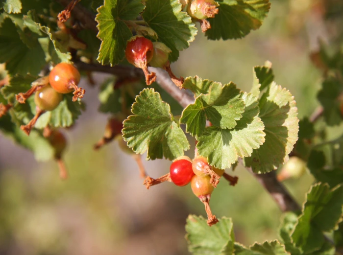 Ribes cereum image