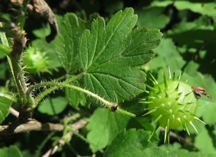 Ribes cynosbati image