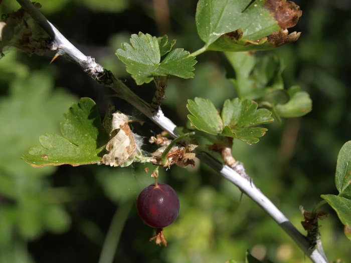 Ribes inerme image